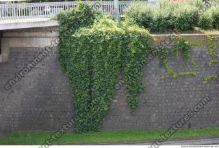 wall overgrown ivy 0002